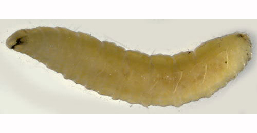 Larva of Trypeta zoe