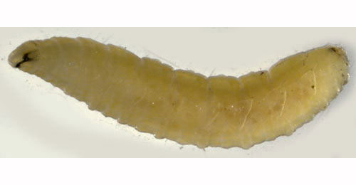 Trypeta zoe larva,  lateral