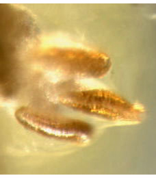 Trypeta zoe larva,  posterior spiracle