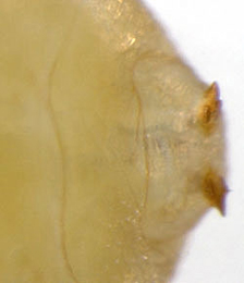 Trypeta zoe puparium,  posterior spiracles