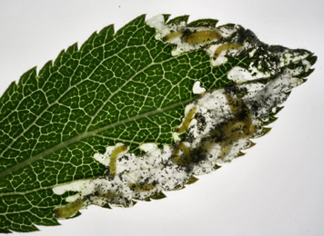 Mine of Yponomeuta_padella on Crataegus monogyna