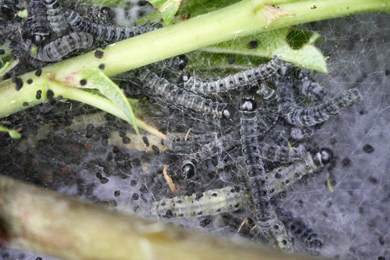 Mine of Yponomeuta_padella on Crataegus monogyna