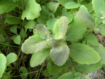 Mines of Yponomeuta sedella on Sedum telphium