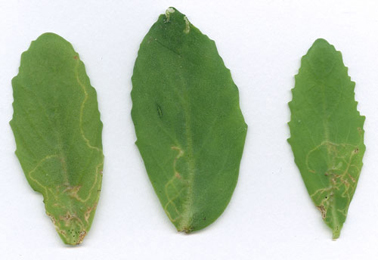 Mine of Yponomeuta_sedella on Crataegus monogyna