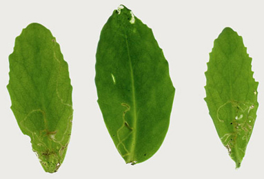 Mines of Yponomeuta sedella on Sedum telphium