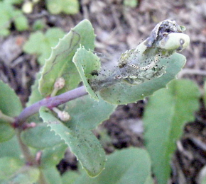 Mines of Yponomeuta sedella on Sedum telphium