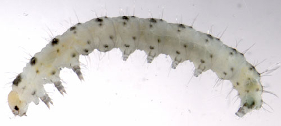 Larva of Yponomeuta sedella on Sedum telphium