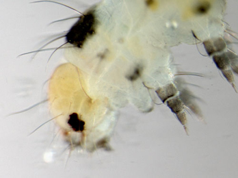 Larva of Yponomeuta sedella on Sedum telphium
