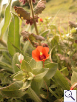 Scarlet Pimpernel Anagallis arvensis