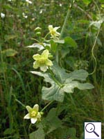 White Bryony - Bryonia dioica. Image: © Brian Pitkin