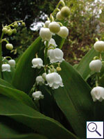 Lily-of-the valley - Convallaria majalis