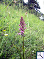 Fragrant orchid - Gymnadenia conopsea. Image: © Brian Pitkin