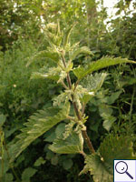 Common Nettle - Urtica dioica. Image: © Brian Pitkin