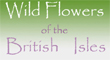 Wild flowers of the British Isles