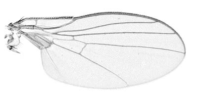 Wing of Liriomyza bryoniae