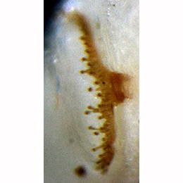 Acidia cognata : Anterior spiracle of larva