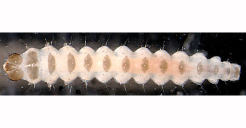 Acrocercops brongniardella larva,  dorsal