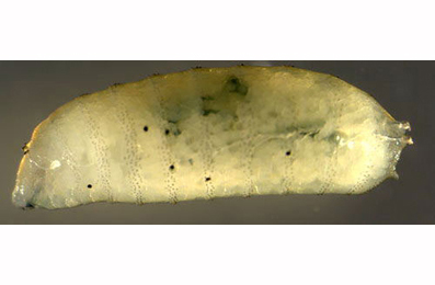 Larva of Agromyza demeijerei