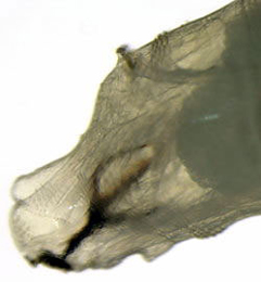 Agromyza ferruginosa Cephalo-pharyngeal skeleton,  lateral