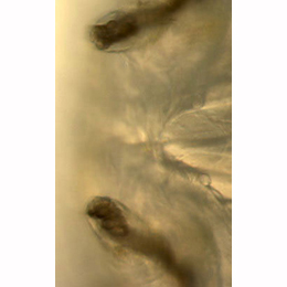 Agromyza ferruginosa : Anterior spiracles of larva,  dorsa