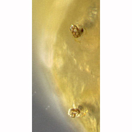 Agromyza flaviceps: Anterior spiracles