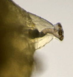Agromyza idaeina Posterior spiracle of larva,  lateral