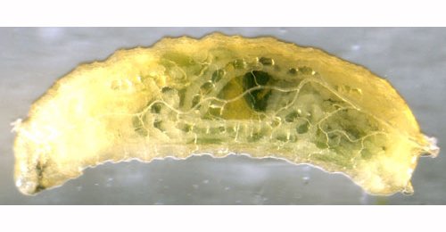 Larva of Agromyza nana