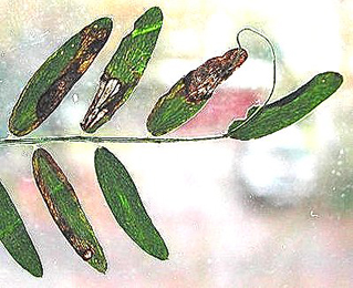 Mines of Agromyza vicifoliae on Vicia. Image: Rob Edmunds (British leafminers)