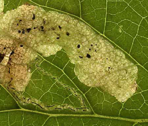 Mine of Amauromyza lamii on Stachys sylvatica. Image: Willem Ellis (Source: Bladmineerders van Europa)