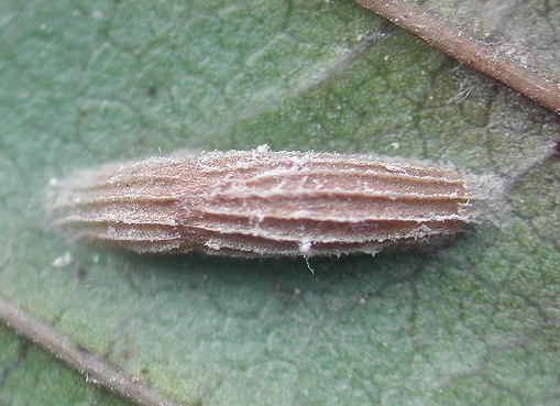 Bucculatrix frangulella cocoon