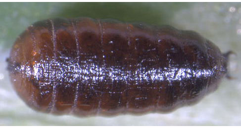 Orchestes fagi larva,  dorsal