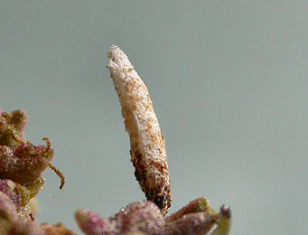 Case of Coleophora atriplicis Image: © Rob Edmunds British leafminers)