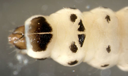 Coleophora folicularis larva,  dorsal