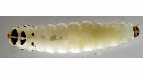 Coleophora lineolea larva,  dorsal