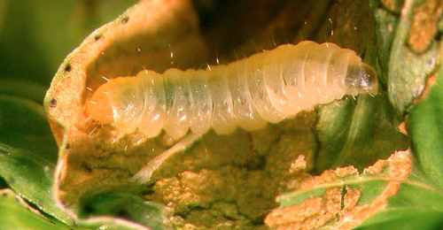 Euspilapteryx auroguttella larva