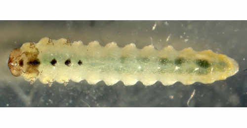 Fenella nigrita larva