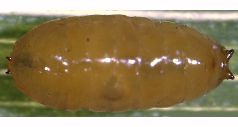 Liriomyza congesta puparium