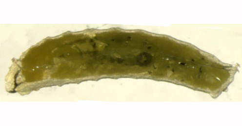Liriomyza demeijerei larva,  lateral