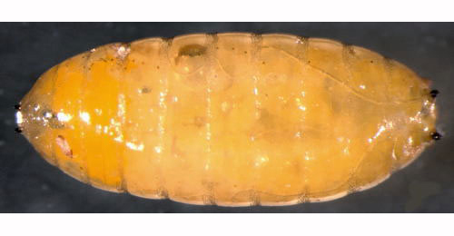 Liriomyza sonchi larva,  lateral