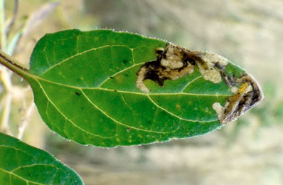 Mine of Orthochaetes insignis on Prunella vulgaris