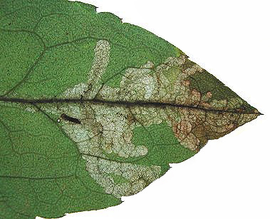 Mine of Pegomya nigrisquama Image: © Rob Edmunds (British leafminers)