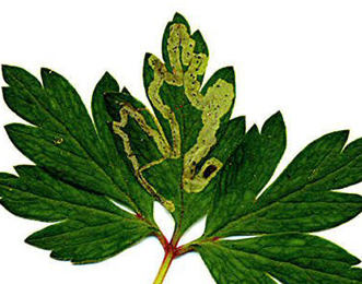 Mine of Phytomyza hendeli on Anemone nemerosa. Image: Patrick Roper (British leafminers)