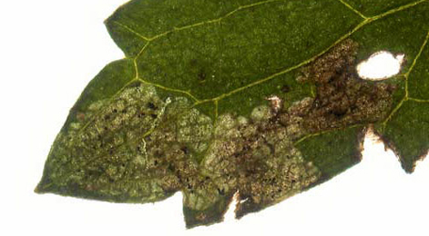 Mine of Phytomyza notata on Ranunculus acris. Image: Willem Ellis (Source: Bladmineerders van Europa) 