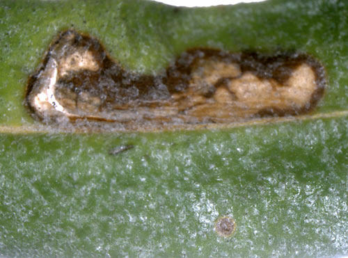 Mine of |SPilonota ocellana
