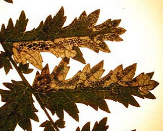 Mines of Stigmella filipendulae on Filipendula vulgaris Image: © Ian Thirlwell (British leafminers)